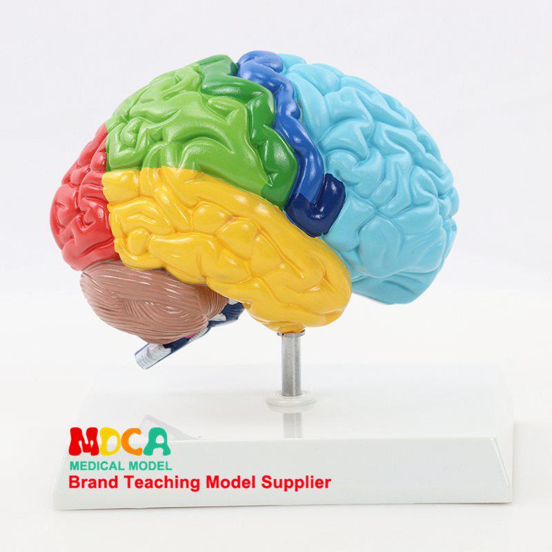 1:1 Scale Right Hemisphere Brain Model - Neocortical Structure & Functional Areas for Medical Education