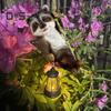 Енот, солнечный светильник, смоляной лазающий енот со светодиодным фонарем, водонепроницаемая садовая статуэтка, подвесная фигурка енота для двора, стены, балкона, дерева
