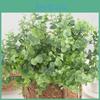 Globulus Eucalyptus Branch For Garden Party Photography Decoration Props