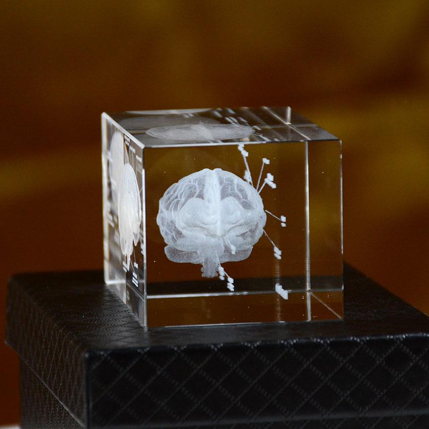 3D Crystal Carved Brain & Heart Anatomical Model Figurine