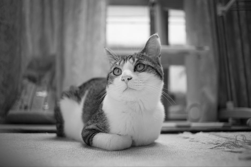 TTArtisan 17mm C ASPH Micro Four Thirds Meisho Single Focus f/1.4 Lens, Optical, (Type A)