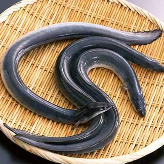 Sac Taske Eel Trap Bait Basket Set & (8-Piece Set)