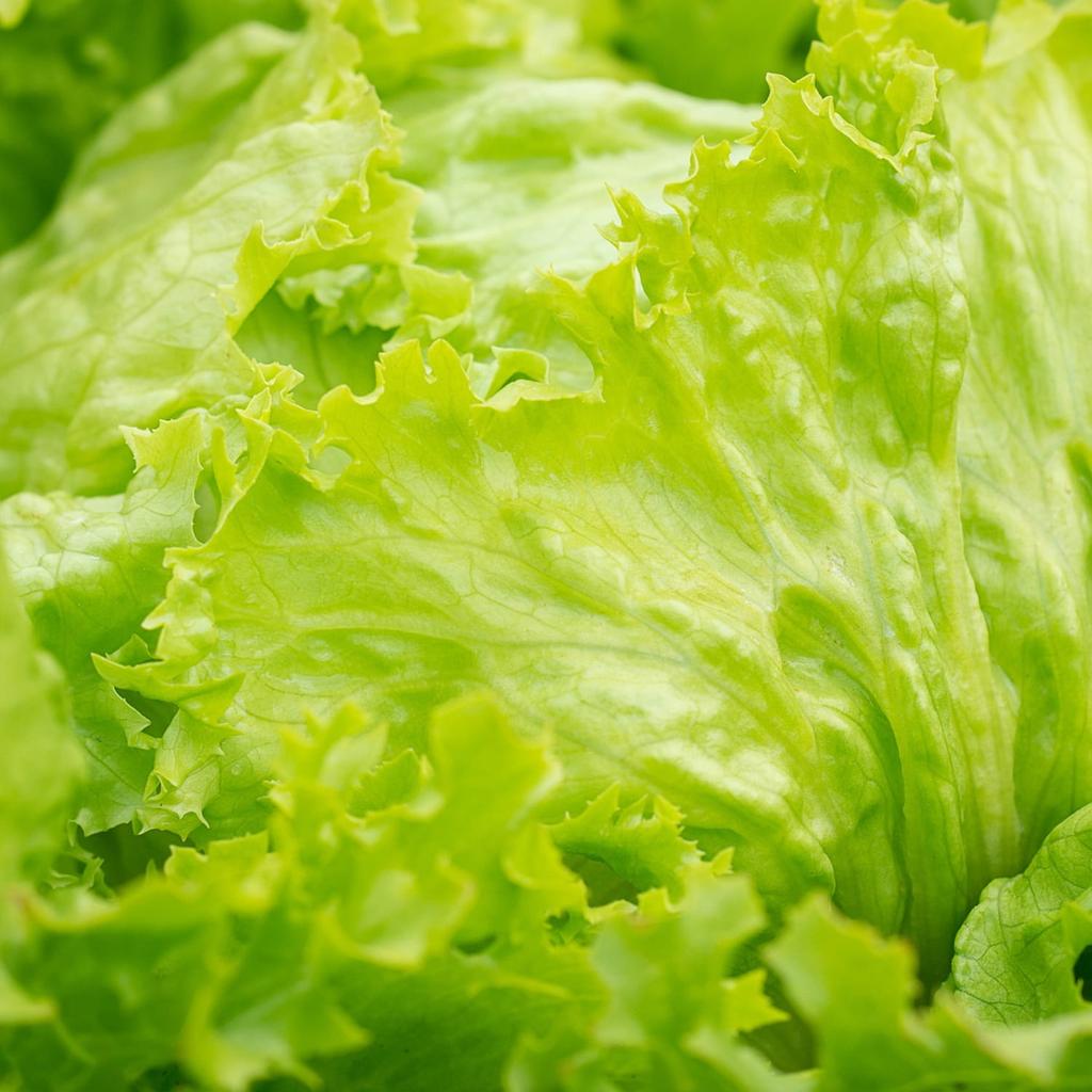 VEGETABLE SEEDS SET On the Balcony TERRACE 9 Varieties Seeds for Easy Cultivation In Pots