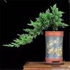 Potted Pine Bonsai for Indoor Living Room - Real Tree Landscape Decoration