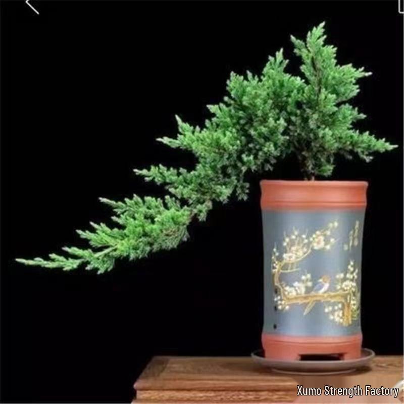 Potted Pine Bonsai for Indoor Living Room - Real Tree Landscape Decoration