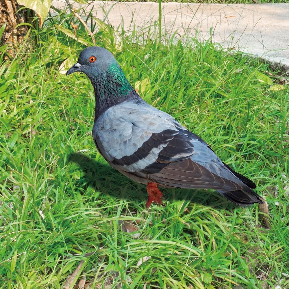 Double-Sided Printing Pigeon Sculpture Acrylic Pigeon Statues Wild Pigeon Decorations Realistic