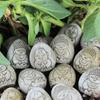 Креативная Изящная Фигурка Будды из Камня Ручной Работы Реалистичное Украшение Будды Смоляные Поделки Декор Цветочного Горшка Для Террасы Двора