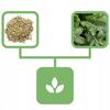 Horseradish Root 500 G Natural Shop