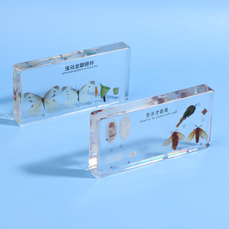 Lifecycle Of Frog/Silkworm/Leaf Butterfly Development Paperweight Specimens In Clear Resin For Science Education