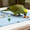 16Pcs Automatic Plastic Bird Drinking Cups Cage Water Feeder Spillproof for Parakeet Budgie Cockatiel Quail Pigeon Watering