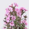 150 Montpellier Soapwort Seeds - SemiWild Permaculture