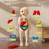 Kids Human Body Model with Tweezes Educational Body Structure Internal Organ Learning Toy Body Parts Assembly Kit 3D Anatomy Physiology Study Tool