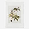Antique Botanical Wall Art Neutral Country Kitchen Poster And Prints Vintage Oil Still Life Canvas Painting For Living Room Home
