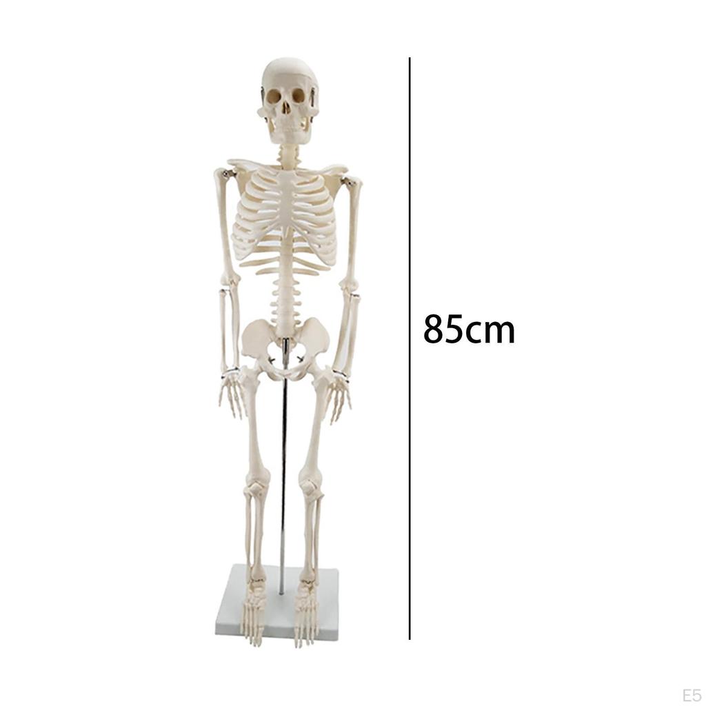 Модель, с подставкой, Модель позвоночника человека, Классная комната