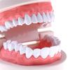 Medicine Dental Tooth Model Early Childhood Teaching Teeth Model For Kid