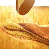 Longjiang Baoshan Dage Glue-Free Wheat Core Noodles