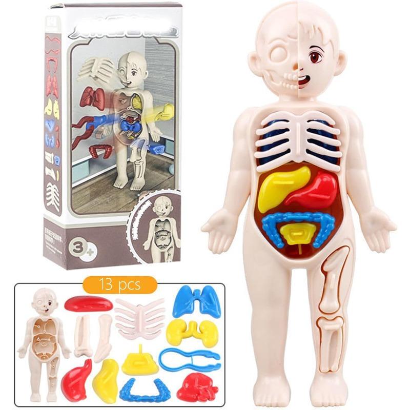 Human Anatomy Body Model Science Kits for Kids Realistic Human Body STEM Learning Educational Toys Birthday Gift for Boys Girls