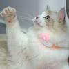 Кошачий ошейник Перезаряжаемые лазеры Игрушка Автоматическая игра с лазерами без рук Интерактивная лазерная игра Автоматическое энергосбережение Моющийся ремешок Регулируемый ошейник