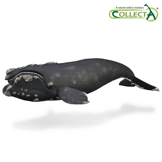 Collecta Southern Right Whale, Popular Toys In Korea