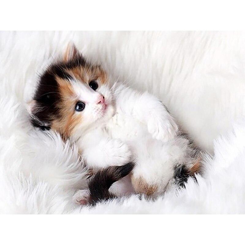 5D алмазная живопись животное милый кот Алмазная вышивка крестиком стразы полная квадратная круглая дрель фотографии искусство домашний декор