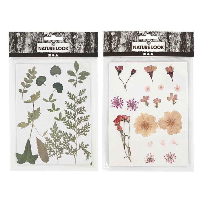 40 fleurs et feuilles séchées - rose &amp; vert