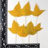 Red Maple Leaf Pressed Flower Bookmark & Epoxy Phone Case Decal