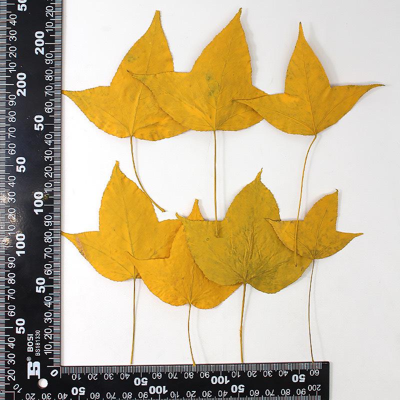 Red Maple Leaf Pressed Flower Bookmark & Epoxy Phone Case Decal