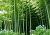 50 СЕМЯ БАМБУКА PHYLLOSTACHYS PUBESCENS-СВЕЖИЕ СЕМЕНА