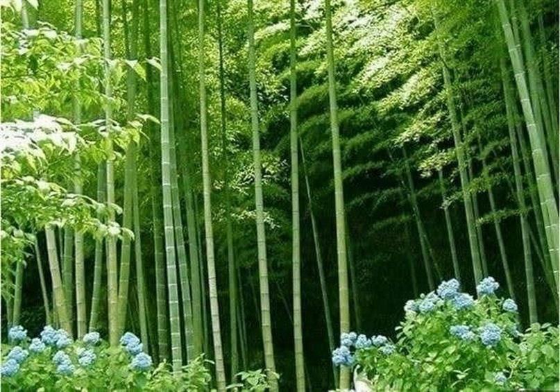 50 СЕМЯ БАМБУКА PHYLLOSTACHYS PUBESCENS-СВЕЖИЕ СЕМЕНА