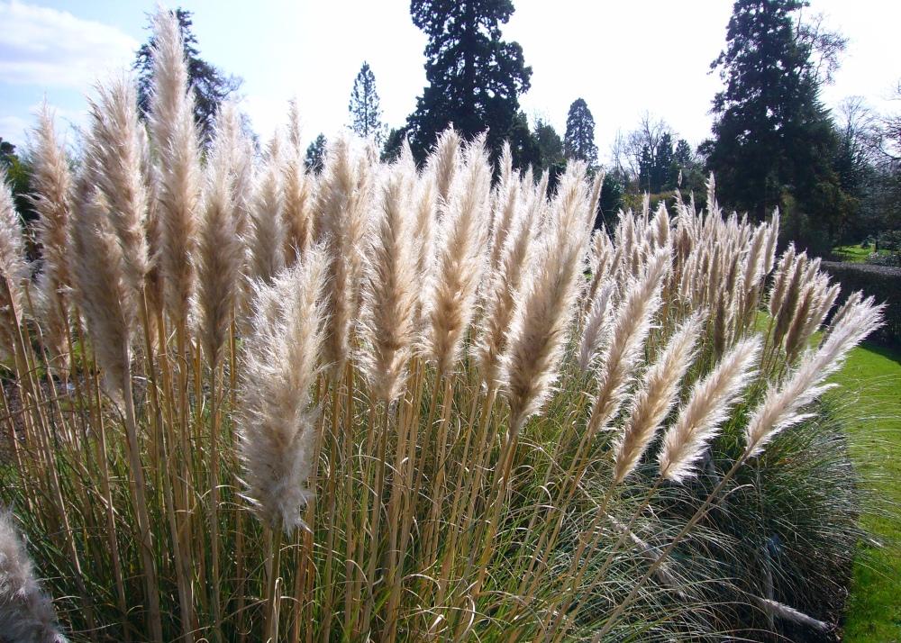 SAFLAX Garden in the Bag - Трава американской пампасы - 200 семян - С субстратом в подходящем мешке - Cortaderia Selloana