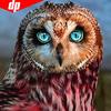 Алмазная вышивка Алмазная картина Сова Полный круглый дрель 5d DIY Алмазная мозаика Изображение животного