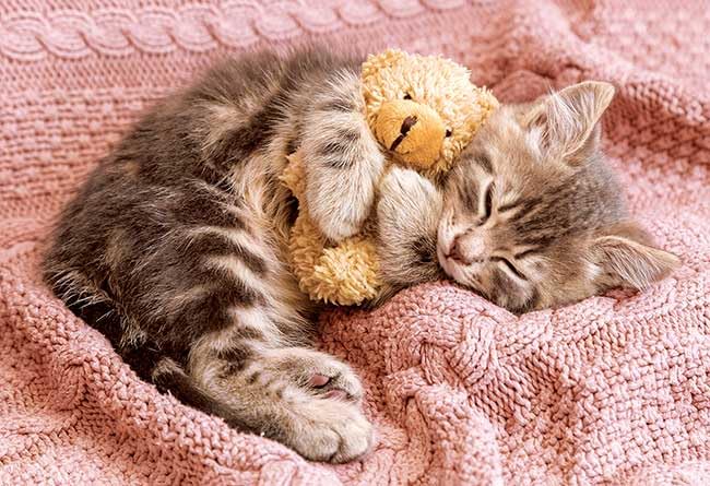 APPLEONE Napping Cat Jigsaw Made in 38 x 26 cm 300-356 300-Piece Puzzle, Japan,