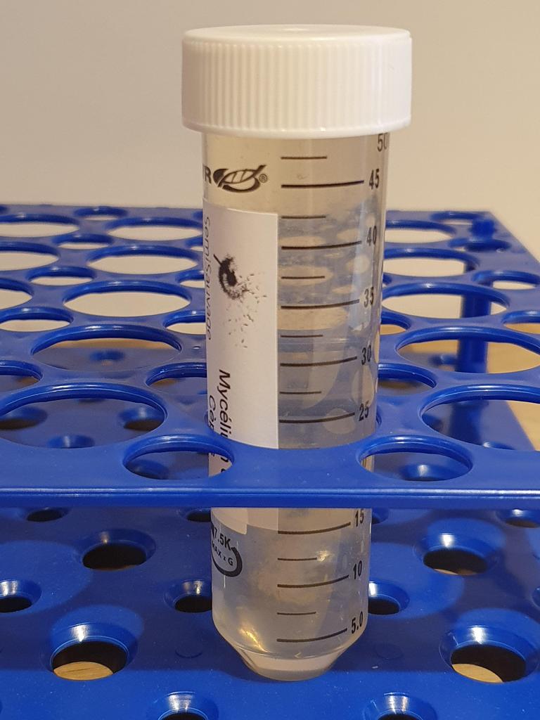 Мицелий пуговичных грибов - набор для выращивания грибов