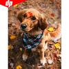 Алмазная картина животное 5D DIY полная круглая собака горный хрусталь мозаика Алмазная вышивка