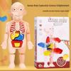DIY Children's Science Education STEAM Human Organ Model - Early Education Tool