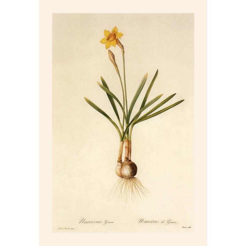 Винтажные ботанические постеры, холст, живопись и принты, классическая настенная картина для гостиной, офиса, домашнего декора, без рамы, подарок