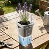 12 Set Dual Layers Self Watering Pots Clear Plastic Seedling Plant Pot  Plant Propagation