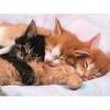 5D DIY Diamond Painting Sleepy Cats Diamond Embroidery Mosaic Cross Stitch Rhinestone