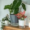 Yingtang Self-Watering Planter