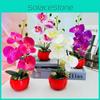 Phalaenopsis Decorative Faux Plant With Durable Silk And Plastic For Home Decor