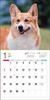 Календарь 2024 Вельш-корги (Календарь Seibundo Shinkosha)