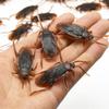 100pcs Funny Toy Fake Cockroach Centipede Scorpion Insect Toy Prank Simulator Disgusting Scary Tricky Spoof Props