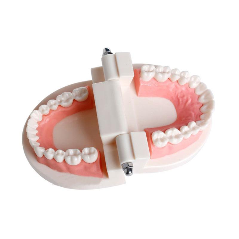 Модель зубного протеза Десны Стандартная модель зубов Audlt Медицинский обучающий инструмент Модель зубов