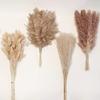 Источник Юньнаньский букет из сухоцветов, натуральный цветок, пампасная трава, украшение для дома, тростник, трава из хвоста кролика, сухоцветы