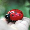 Battle Bugs In 4 Designs, Battery Powered Mini Toys For Cats, Ladybug Ladybird