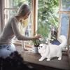 Realistic Cat Statue Educational Cat Doll Toy Set Suitable For Gifts For Friend