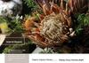 Deluxe Emperor Preserved Real & Dried Flowers Decor Arrangement