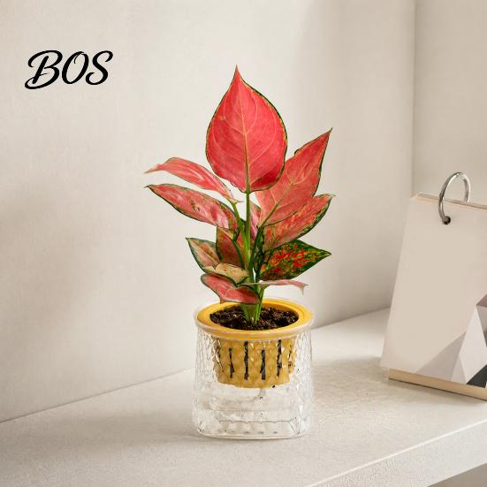 Self Watering Planter for Indoor Plants, Transparent Hydroponic Planter, Decorative Clear Glass Planting Basket Flowerpot with Wick Rope Home