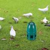 Large Capacity Bird Water Dispenser for Pigeons Parrots Doves Sturdy Round Smooth Detachable Easy Clean Portable Household Zoo