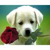 5D DIY Полный круглый алмаз картина роза собака Алмазная вышивка крестиком